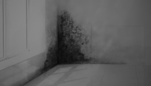 moisissure sur coin de mur